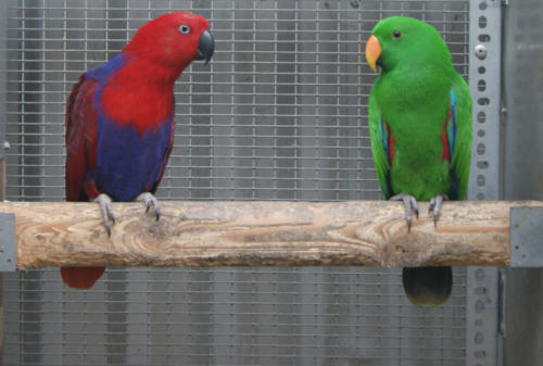 Blue eclectus parrot for sale